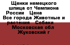 Щенки немецкого шпица от Чемпиона России › Цена ­ 50 000 - Все города Животные и растения » Собаки   . Московская обл.,Жуковский г.